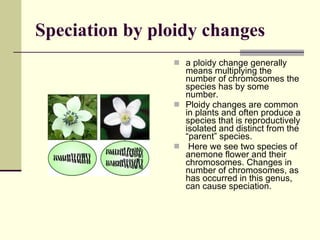 Speciation by ploidy changes a ploidy change generally means multiplying the number of chromosomes the species has by some number.  Ploidy changes are common in plants and often produce a species that is reproductively isolated and distinct from the “parent” species.  Here we see two species of anemone flower and their chromosomes. Changes in number of chromosomes, as has occurred in this genus, can cause speciation. 