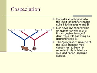 Cospeciation Consider what happens to the lice if the gopher lineage splits into lineages A and B: Lice have few opportunities for gopher-switching, and lice on gopher lineage A don’t mate with lice living on gopher lineage B.  This “geographic” isolation of the louse lineages may cause them to become reproductively isolated as well, and hence, separate species.  