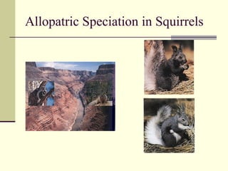 Allopatric Speciation in Squirrels 
