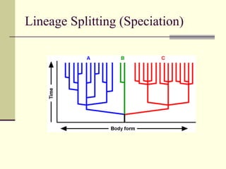 Lineage Splitting (Speciation) 