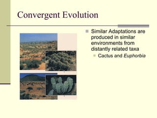 Convergent Evolution Similar Adaptations are produced in similar environments from distantly related taxa Cactus and  Euphorbia 