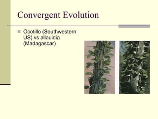 Convergent Evolution Ocotillo (Southwestern US) vs allauidia (Madagascar) 