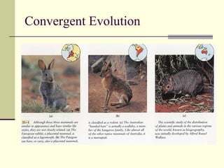 Convergent Evolution 
