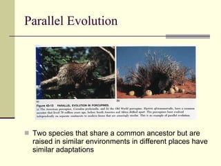 Parallel Evolution Two species that share a common ancestor but are raised in similar environments in different places have similar adaptations 