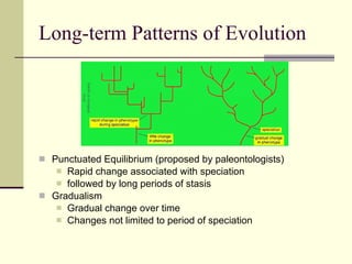 Long-term Patterns of Evolution Punctuated Equilibrium (proposed by paleontologists) Rapid change associated with speciation followed by long periods of stasis Gradualism Gradual change over time Changes not limited to period of speciation 