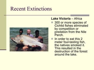 Recent Extinctions Lake Victoria  – Africa 300 or more species of Cichlid fishes eliminated by competition or predation from the Nile Perch.  In order to eat this 2 meter foul-tasting fish, the natives smoked it. This resulted in the destruction of the forest around the lake. 