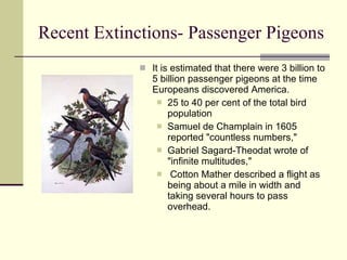 Recent Extinctions- Passenger Pigeons It is estimated that there were 3 billion to 5 billion passenger pigeons at the time Europeans discovered America. 25 to 40 per cent of the total bird population Samuel de Champlain in 1605 reported "countless numbers,"  Gabriel Sagard-Theodat wrote of "infinite multitudes,"  Cotton Mather described a flight as being about a mile in width and taking several hours to pass overhead.  