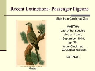 Recent Extinctions- Passenger Pigeons Sign from Cincinnati Zoo MARTHA Last of her species died at 1 p.m., 1 September 1914,  age 29,  in the Cincinnati Zoological Garden. EXTINCT. Martha 