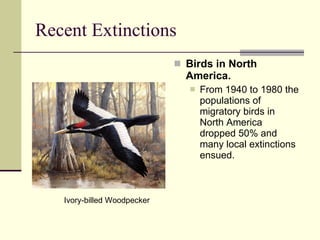 Recent Extinctions  Birds in North America.  From 1940 to 1980 the populations of migratory birds in North America dropped 50% and many local extinctions ensued.  Ivory-billed Woodpecker 