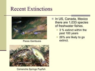 Recent Extinctions In US, Canada, Mexico there are 1,033 species of freshwater fishes.  3 % extinct within the past 100 years  26% are likely to go extinct. Pecos Gambusia Comanche Springs Pupfish 