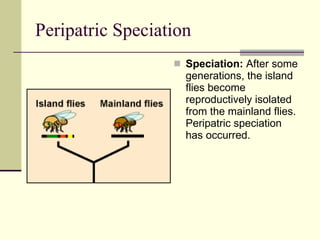 Peripatric Speciation Speciation:  After some generations, the island flies become reproductively isolated from the mainland flies. Peripatric speciation has occurred. 