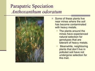Parapatric Speciation   Anthoxanthum odoratum   Some of these plants live near mines where the soil has become contaminated with heavy metals.  The plants around the mines have experienced natural selection for genotypes that are tolerant of heavy metals. Meanwhile, neighboring plants that don’t live in polluted soil have not undergone selection for this trait.  