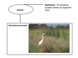 Definition: The physical
                        location where an organism
         Habitat        lives.




Illustration/example:
 