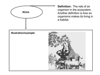 Definition: The role of an
                        organism in the ecosystem.
         Niche          Another definition is how an
                        organisms makes its living in
                        a habitat.



Illustration/example:
 
