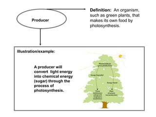 Definition: An organism,
                                such as green plants, that
        Producer                makes its own food by
                                photosynthesis.




Illustration/example:



         A producer will
         convert light energy
         into chemical energy
         (sugar) through the
         process of
         photosynthesis.
 