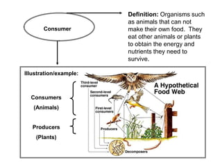 Definition: Organisms such
                        as animals that can not
       Consumer         make their own food. They
                        eat other animals or plants
                        to obtain the energy and
                        nutrients they need to
                        survive.

Illustration/example:



  Consumers
   (Animals)


   Producers
    (Plants)
 