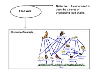 Definition: A model used to
                        describe a series of
       Food Web
                        overlapping food chains.




Illustration/example:
 