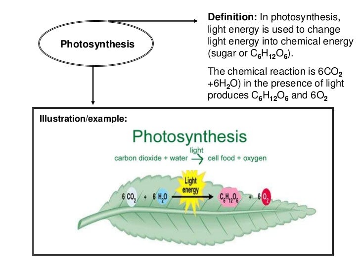 Vocabulary Book Photosynthesis
