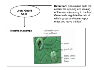 Guard Cells Def Model vocabulary book photosynthesis | PPTX
