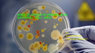 MODE OF ACTION OF PENICILLIN ON
BACTERIAL CELL WAAL
BY,
SHUBHAM DUBEY ,
TYBSC (MICROBIOLOGY )
 