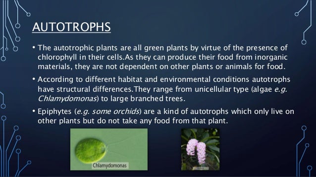 Are all plants autotrophs?