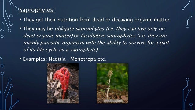 Mode of Nutrition in Plants