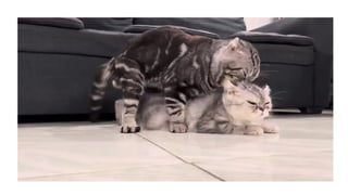 Science 5 -Mode of Reproduction in Cats, .pptx