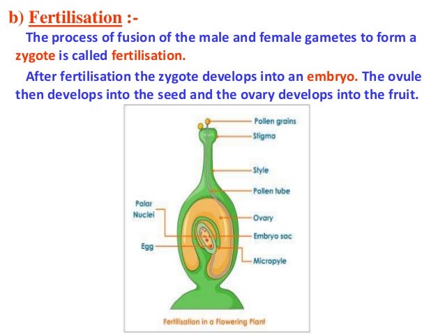 mode of reproduction in plants modes of reproduction
