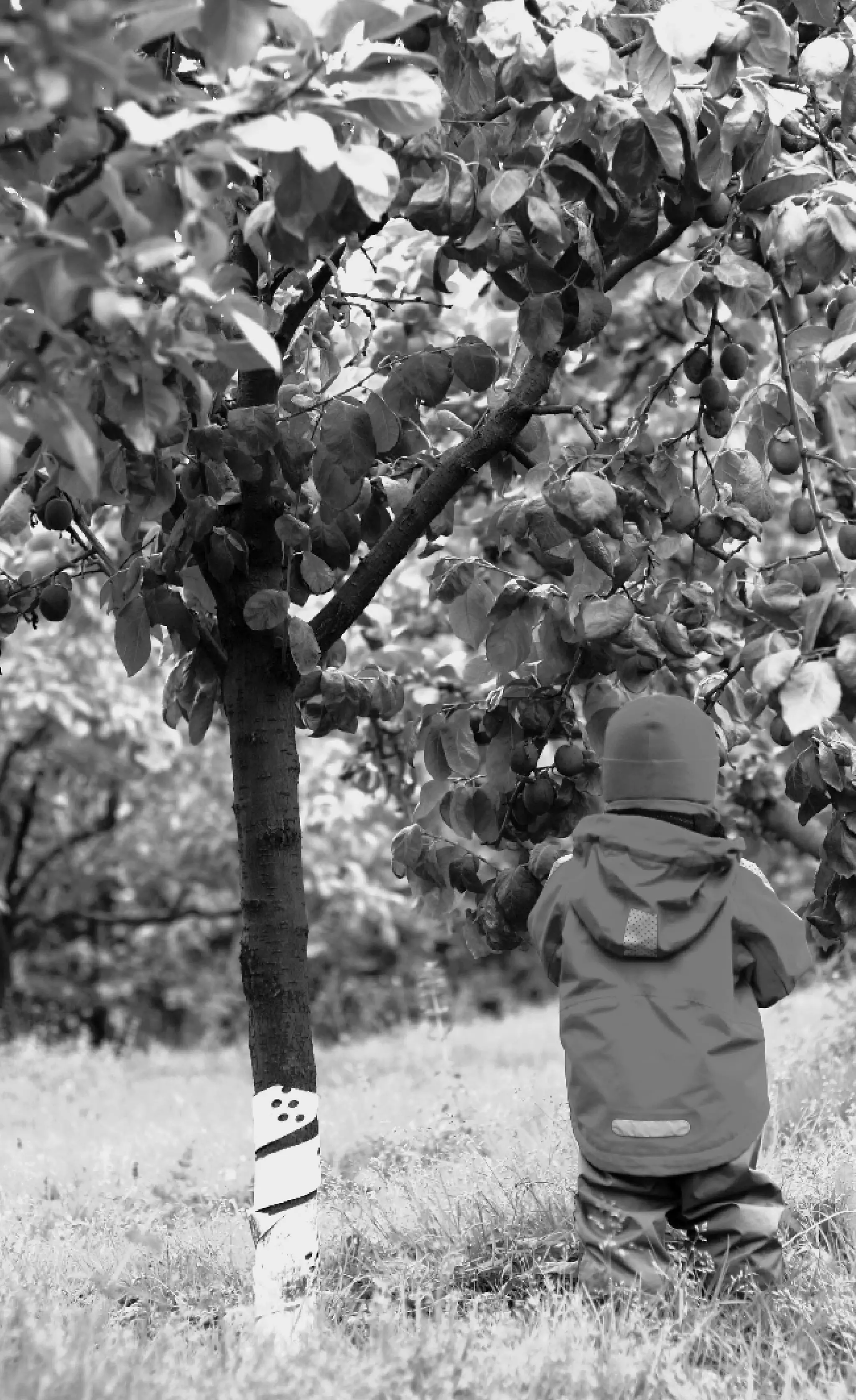 FRAMTIDSVALET.




     30
 