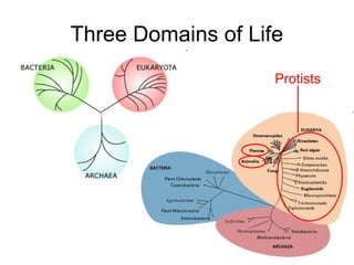 Three Domains of Life
Protists

 