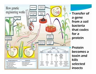 Biotechnology Risks Modern biotechnology and biosafety issues | PDF