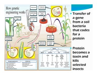 Transfer of
a gene
from a soil
bacteria
that codes
for a
proteinprotein
Protein
becomes a
toxin and
kills
selected
insects
 