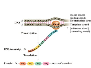 Modern concept of gene.pdf