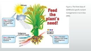 Figure 2.The three steps of
SSNM (site-specific nutrient
management) in rice in Asia
(IRRI).
 