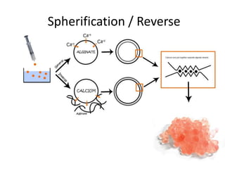 Spherification / Reverse
 