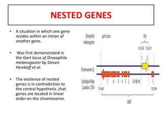 Modern gene concept | PPTX