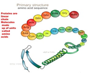 Proteins are
linear
chain
Molecules
made
up of units
called
amino
acids
 