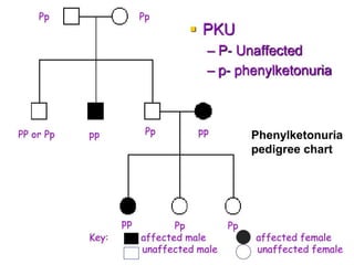 Phenylketonuria
pedigree chart
 