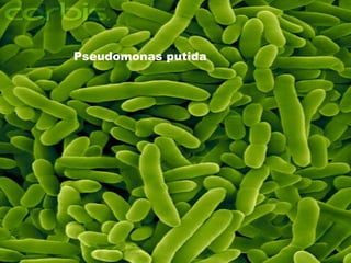 Pseudomonas putida
 
