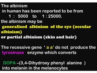 The albinism
in human has been reported to be from
1 : 5000 to 1 : 25000.
the albinism may be
generalized albinism of the eye (occular
albinism)
or partial albinism (skin and hair)
The recessive gene ‘ a a’ do not produce the
tyrosinase enzyme which converts
DOPA –(3,4-Dihydroxy phenyl alanine )
into melanin in the melanocytes
 
