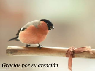 Gracias por su atención
 