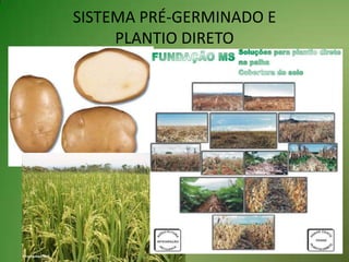 SISTEMA PRÉ-GERMINADO EPLANTIO DIRETO