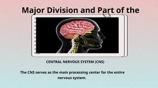 Modern Notes Physiology of Nervous System Slides.pptx