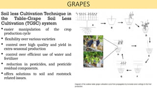 Grape Reduction Modern trends in fruit crops cultivation.pptx