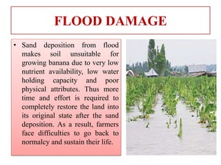 FLOOD DAMAGE
• Sand deposition from flood
makes soil unsuitable for
growing banana due to very low
nutrient availability, low water
holding capacity and poor
physical attributes. Thus more
time and effort is required to
completely restore the land into
its original state after the sand
deposition. As a result, farmers
face difficulties to go back to
normalcy and sustain their life.
 
