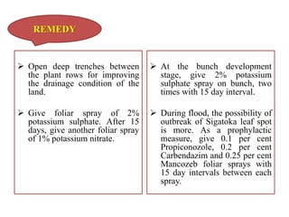  Open deep trenches between
the plant rows for improving
the drainage condition of the
land.
 Give foliar spray of 2%
potassium sulphate. After 15
days, give another foliar spray
of 1% potassium nitrate.
 At the bunch development
stage, give 2% potassium
sulphate spray on bunch, two
times with 15 day interval.
 During flood, the possibility of
outbreak of Sigatoka leaf spot
is more. As a prophylactic
measure, give 0.1 per cent
Propiconozole, 0.2 per cent
Carbendazim and 0.25 per cent
Mancozeb foliar sprays with
15 day intervals between each
spray.
REMEDY
 