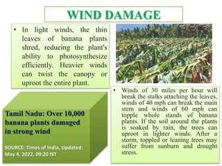 WIND DAMAGE
• In light winds, the thin
leaves of banana plants
shred, reducing the plant's
ability to photosynthesize
efficiently. Heavier winds
can twist the canopy or
uproot the entire plant.
• Winds of 30 miles per hour will
break the stalks attaching the leaves,
winds of 40 mph can break the main
stem and winds of 60 mph can
topple whole stands of banana
plants. If the soil around the plants
is soaked by rain, the trees can
uproot in lighter winds. After a
storm, toppled or leaning trees may
suffer from sunburn and drought
stress.
Tamil Nadu: Over 10,000
banana plants damaged
in strong wind
SOURCE: Times of India, Updated:
May 4, 2022, 09:20 IST
 
