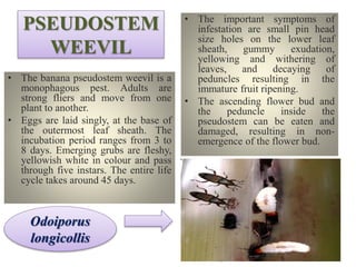 PSEUDOSTEM
WEEVIL
• The banana pseudostem weevil is a
monophagous pest. Adults are
strong fliers and move from one
plant to another.
• Eggs are laid singly, at the base of
the outermost leaf sheath. The
incubation period ranges from 3 to
8 days. Emerging grubs are fleshy,
yellowish white in colour and pass
through five instars. The entire life
cycle takes around 45 days.
• The important symptoms of
infestation are small pin head
size holes on the lower leaf
sheath, gummy exudation,
yellowing and withering of
leaves, and decaying of
peduncles resulting in the
immature fruit ripening.
• The ascending flower bud and
the peduncle inside the
pseudostem can be eaten and
damaged, resulting in non-
emergence of the flower bud.
Odoiporus
longicollis
 