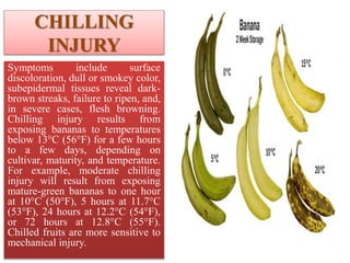 CHILLING
INJURY
Symptoms include surface
discoloration, dull or smokey color,
subepidermal tissues reveal dark-
brown streaks, failure to ripen, and,
in severe cases, flesh browning.
Chilling injury results from
exposing bananas to temperatures
below 13°C (56°F) for a few hours
to a few days, depending on
cultivar, maturity, and temperature.
For example, moderate chilling
injury will result from exposing
mature-green bananas to one hour
at 10°C (50°F), 5 hours at 11.7°C
(53°F), 24 hours at 12.2°C (54°F),
or 72 hours at 12.8°C (55°F).
Chilled fruits are more sensitive to
mechanical injury.
 