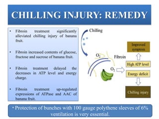 CHILLING INJURY: REMEDY
• Fibroin treatment significantly
alleviated chilling injury of banana
fruit.
• Fibroin increased contents of glucose,
fructose and sucrose of banana fruit.
• Fibroin treatment delayed the
decreases in ATP level and energy
charge.
• Fibroin treatment up-regulated
expressions of ATPase and AAC of
banana fruit.
* Protection of bunches with 100 gauge polythene sleeves of 6%
ventilation is very essential.
 